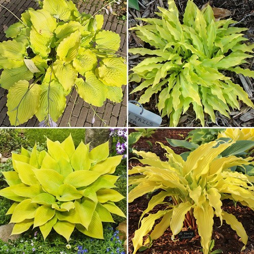 Hosta Yellow Garden – collection of yellow hostas | Eurohosta