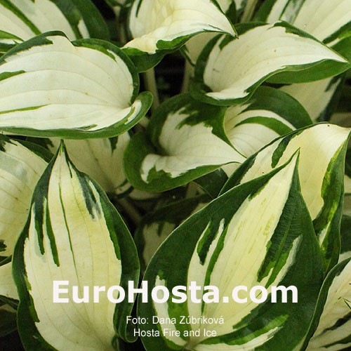 Hosta Fire And Ice Eurohosta