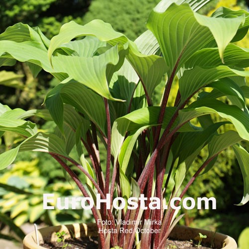 Hosta Red October Eurohosta