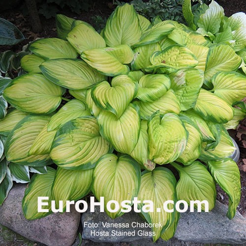 Hosta Stained Glass Eurohosta