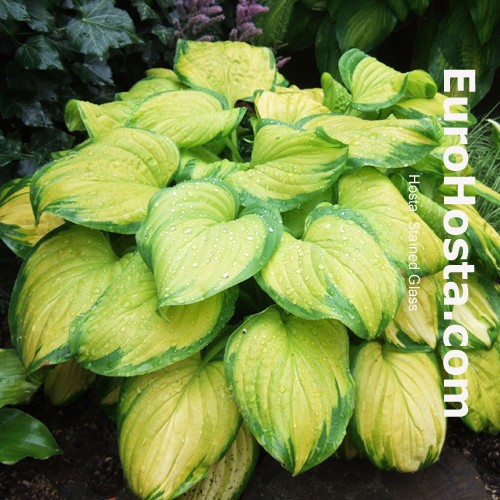 Hosta Stained Glass Eurohosta