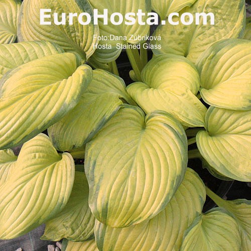 Hosta Stained Glass Eurohosta