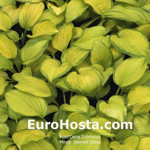 Hosta Stained Glass Eurohosta
