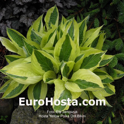 Plant Profile for Hosta 'Yellow Polka Dot Bikini' - Hosta Perennial