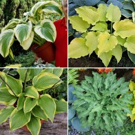 Hosta - Bohemia collection