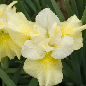 Iris Versicolor Dark Aura - Eurohosta