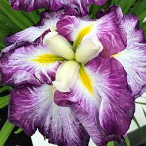 iris Ensata Wave Action