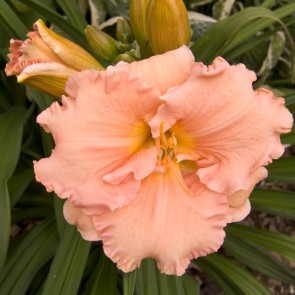 Hemerocallis Elisabeth Salter - Eurohosta