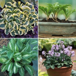 Hosta Bonsai - Eurohosta