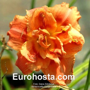 Congo Coral