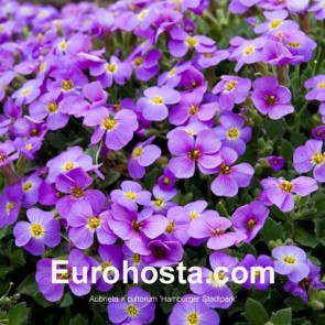 Aubrieta × cultorum