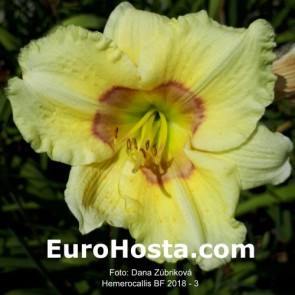 Hemerocallis BF 2018 - 3 Eurohosta