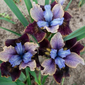 Iris Versicolor Dark Aura - Eurohosta