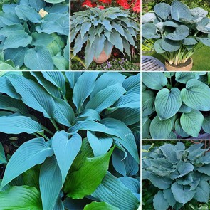 Hosta - Blue Garden