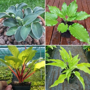 Hosta Bonsai - Eurohosta