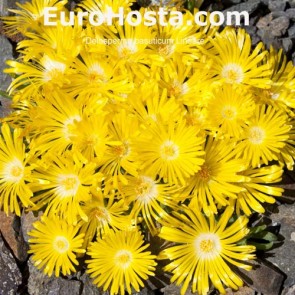 Delosperma Fire Spinner