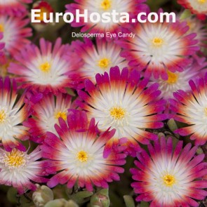 Delosperma Fire Spinner