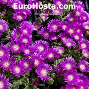 Delosperma Fire Spinner