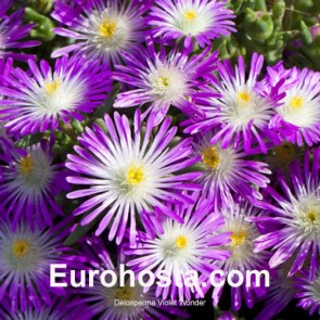 Delosperma Pink Ribbon