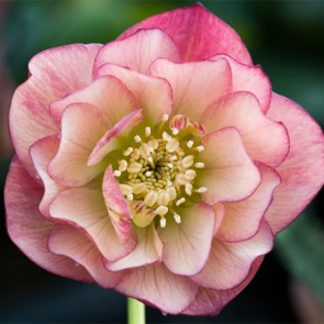 Hellebore Double Ellen ® Peach