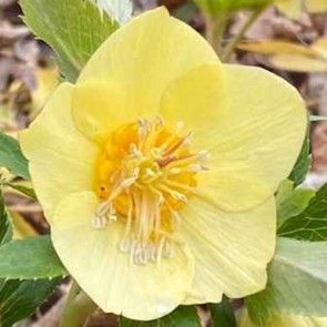 Helleborus orientalis Double Ellen Spotted White