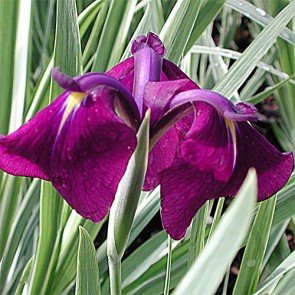 iris Ensata Wave Action