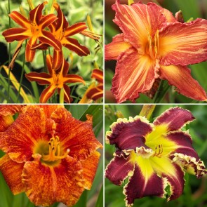 Hemerocallis Huge Flowers