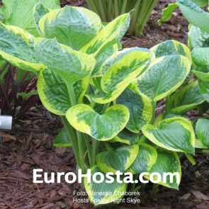 Hosta Ben Vernooij - Eurohosta