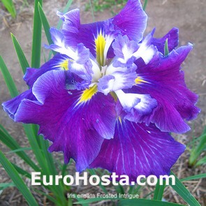 iris Ensata Wave Action