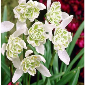 Double Snowdrops Flore Pleno