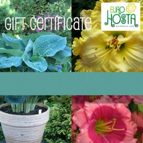 Gift Certificate choose your own amount ranking from 10 to 500 euros