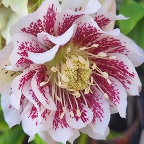 Helleborus orientalis Double Ellen Red