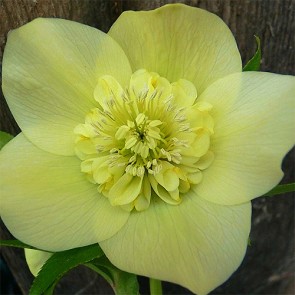 Helleborus orientalis Double Ellen Spotted White