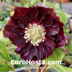 Helleborus orientalis Double Ellen Red
