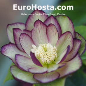 Helleborus orientalis Double Ellen Red