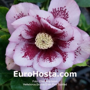 Helleborus orientalis Double Ellen Spotted White