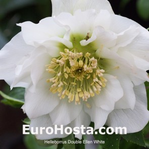 Helleborus orientalis Double Ellen Red