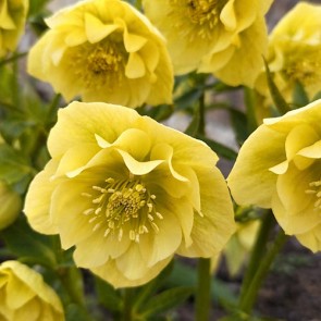 Helleborus orientalis Double Ellen Red