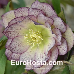 Helleborus orientalis Double Ellen Red