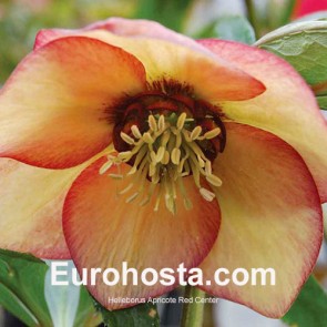 Helleborus orientalis Double Ellen Spotted White