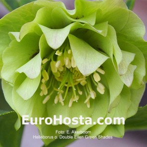 Helleborus orientalis Double Ellen Spotted White