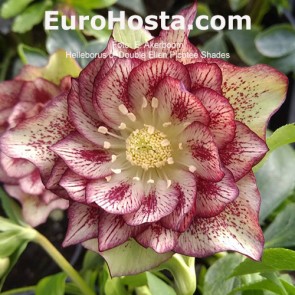 Helleborus orientalis Double Ellen Red