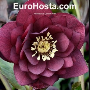 Helleborus orientalis Double Ellen Red