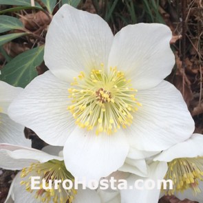 Helleborus orientalis Double Ellen Red