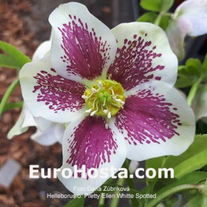 Helleborus orientalis Double Ellen Red