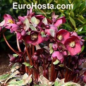 Helleborus orientalis Double Ellen Spotted White