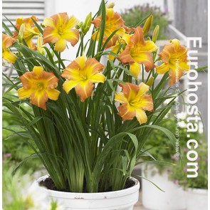 EveryDaylily™ Punch Yellow®