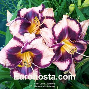 Hemerocallis Adamas - Eurohosta