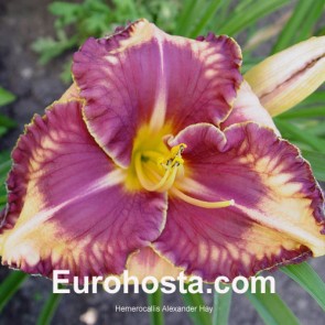 Hemerocallis Alexander Hay