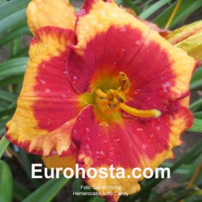 Hemerocallis Adamantina